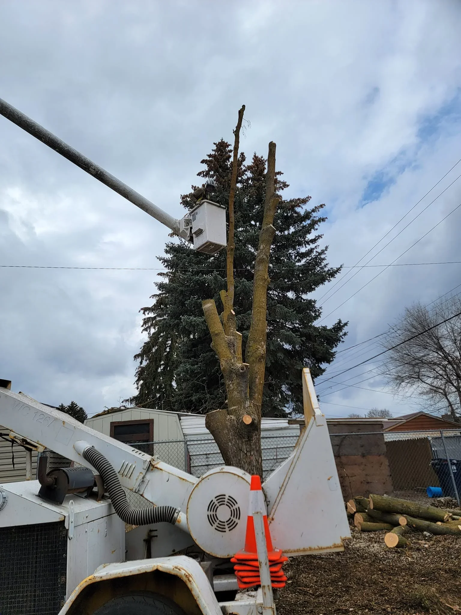 Large tree being chipped with bucket truck and wood chipper equipment on-site