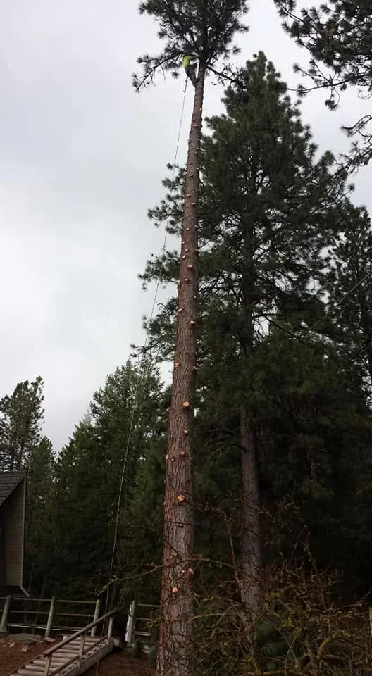 Arborist removing tall pine tree with rope rigging and safety equipment