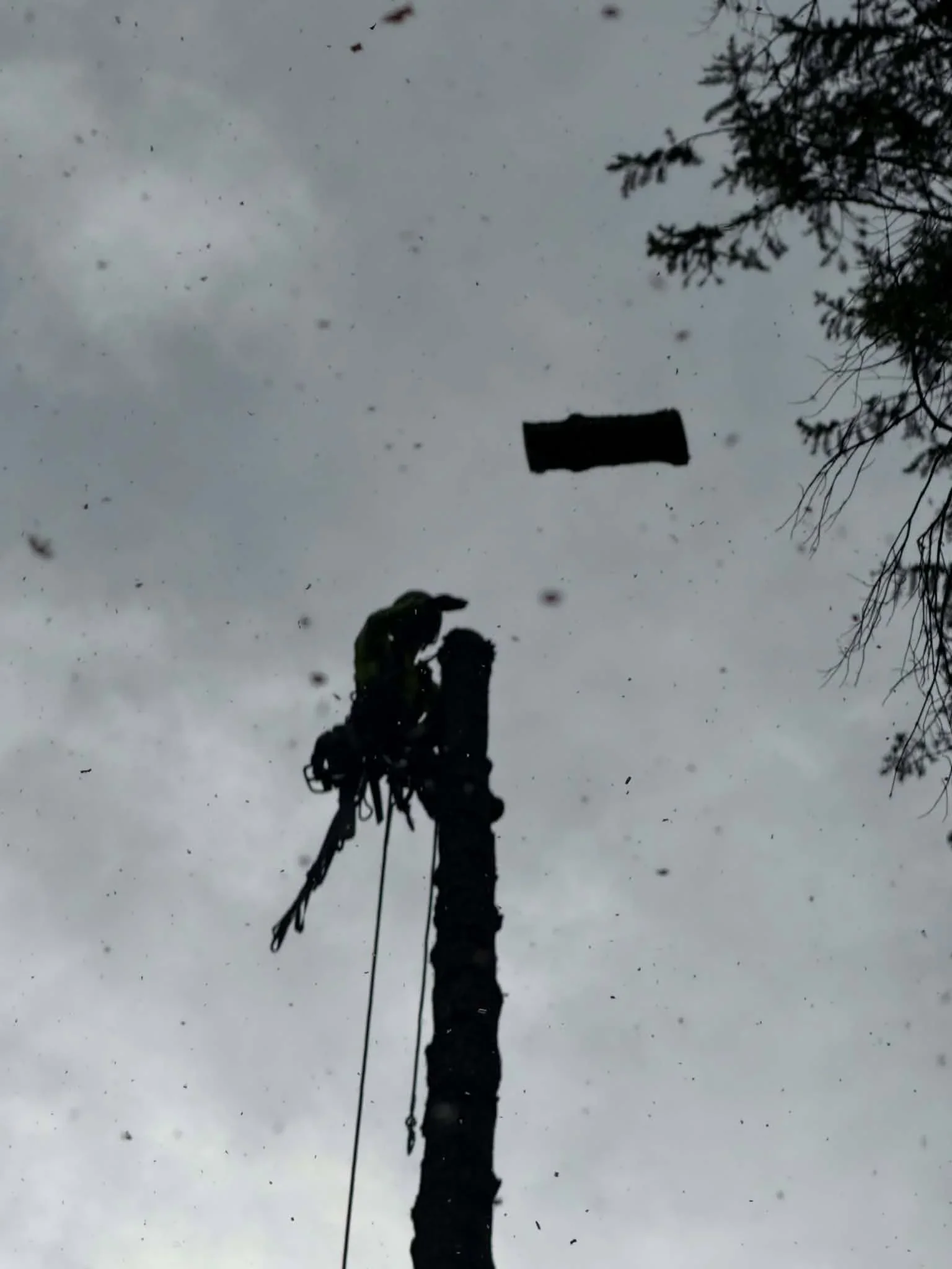 Tree limb removal near utility lines using rope rigging and professional climbing equipment
