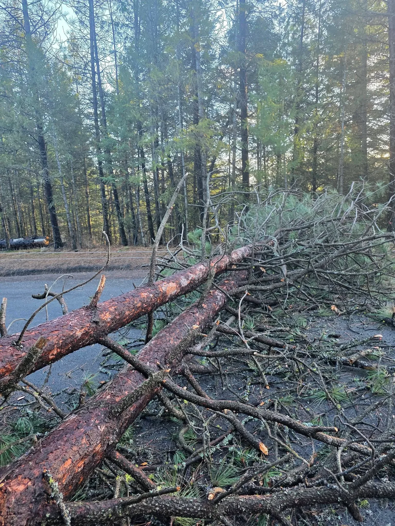 Fallen trees and storm debris cleared from forest floor near water, pine forest background
