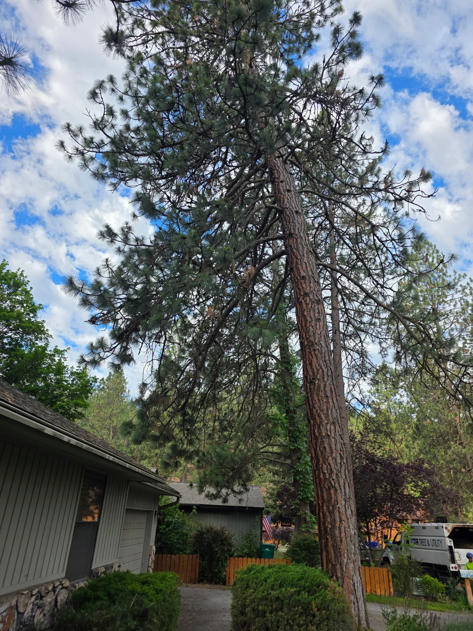 Tall pine tree removal near residential home with utility truck on site