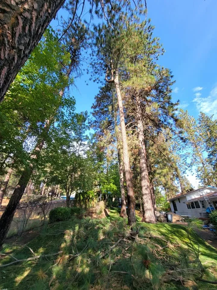 Tall pine trees removed from residential lot with healthy mixed forest remaining