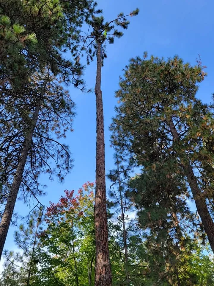 Tall pine tree removal among mixed forest with conifers and deciduous trees