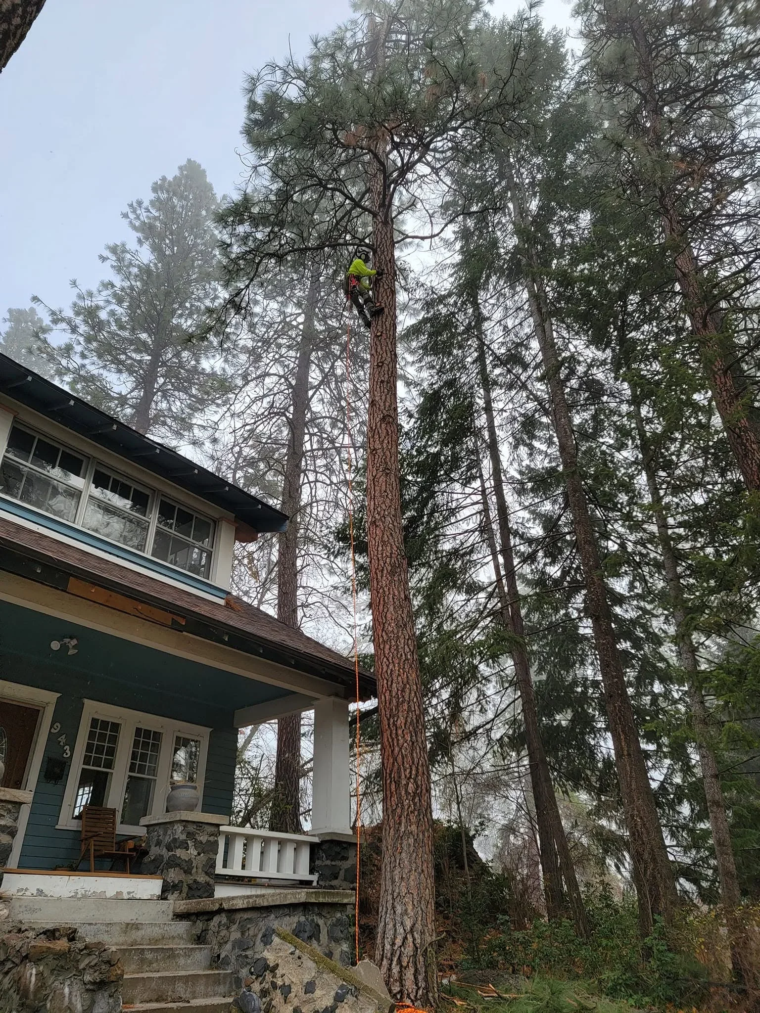 Arborist in safety gear climbing tall pine tree near residential home for removal