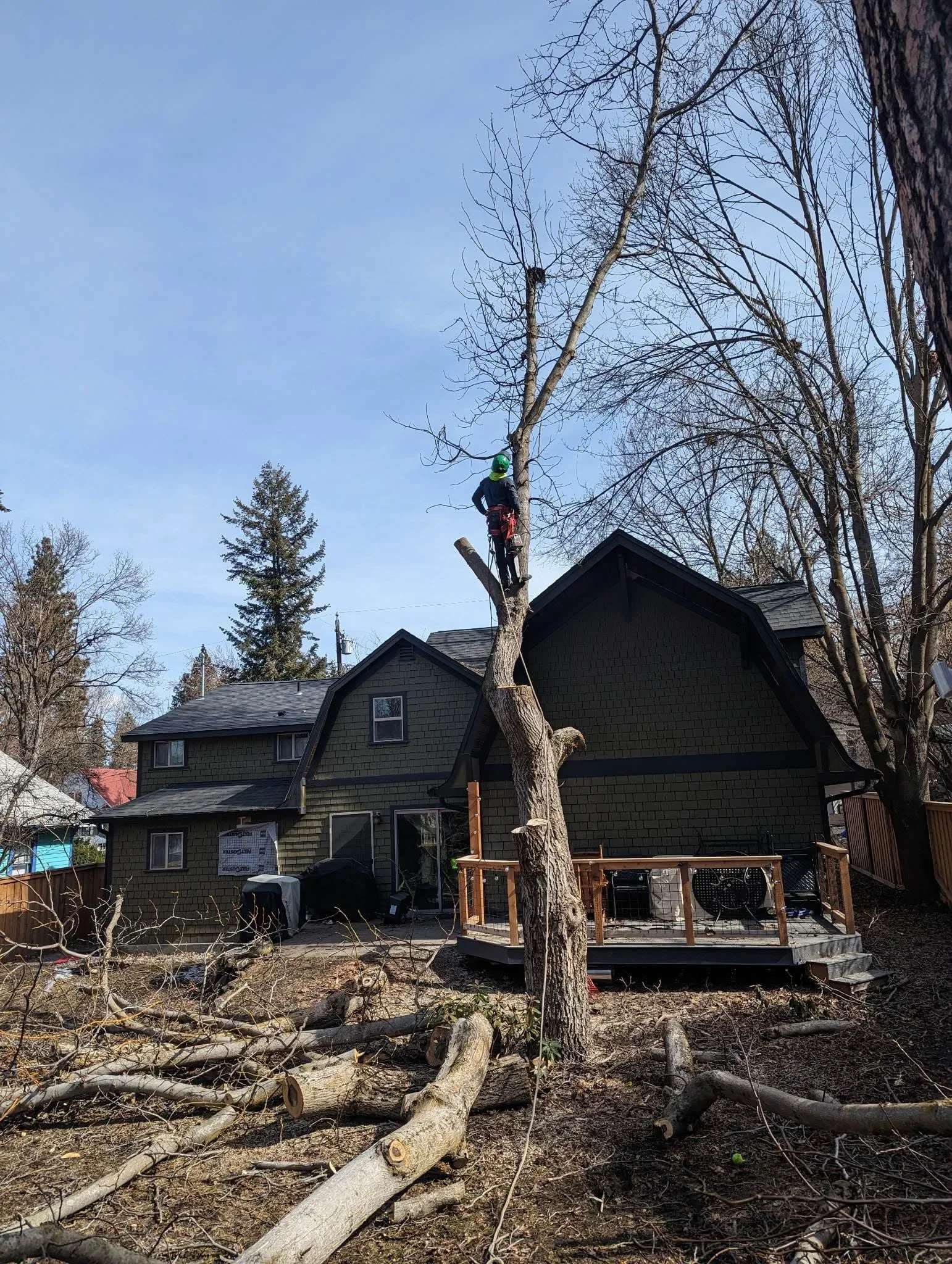 Arborist removing tall dead birch tree near black residential home with wooden deck