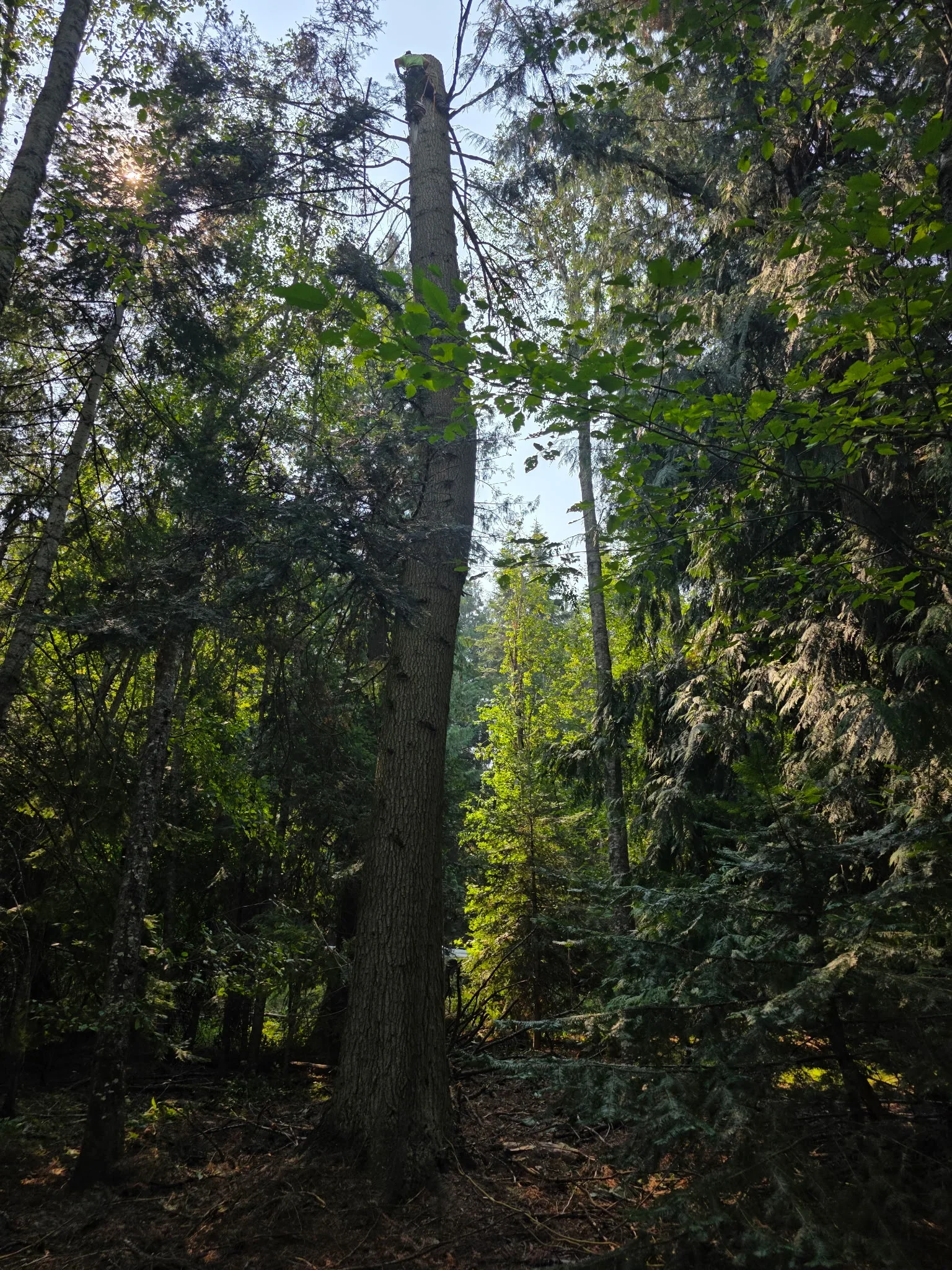 Tall dead tree with bare branches removed from dense forest canopy with utility lines visible
