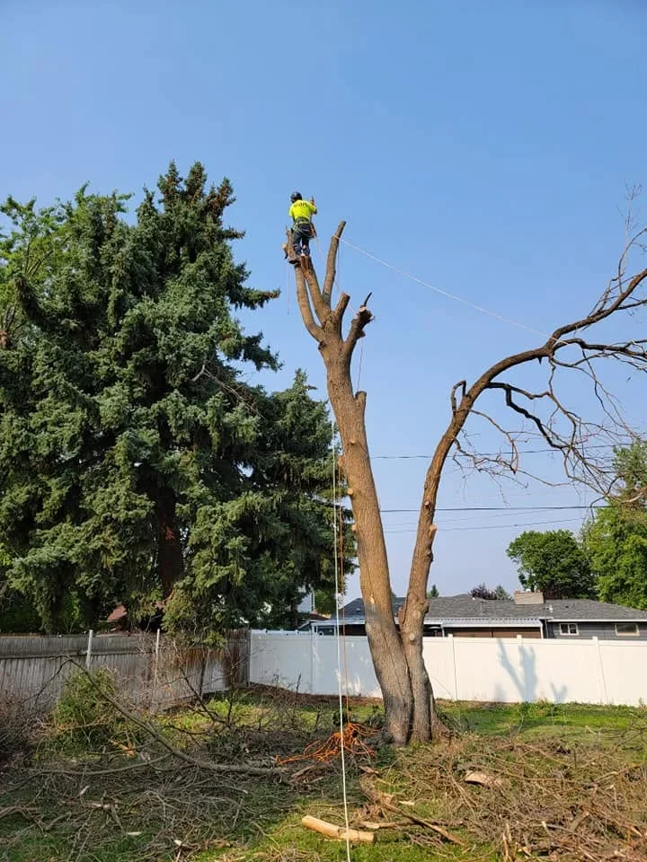 Arborist in yellow safety gear removing large tree using rope rigging and climbing equipment