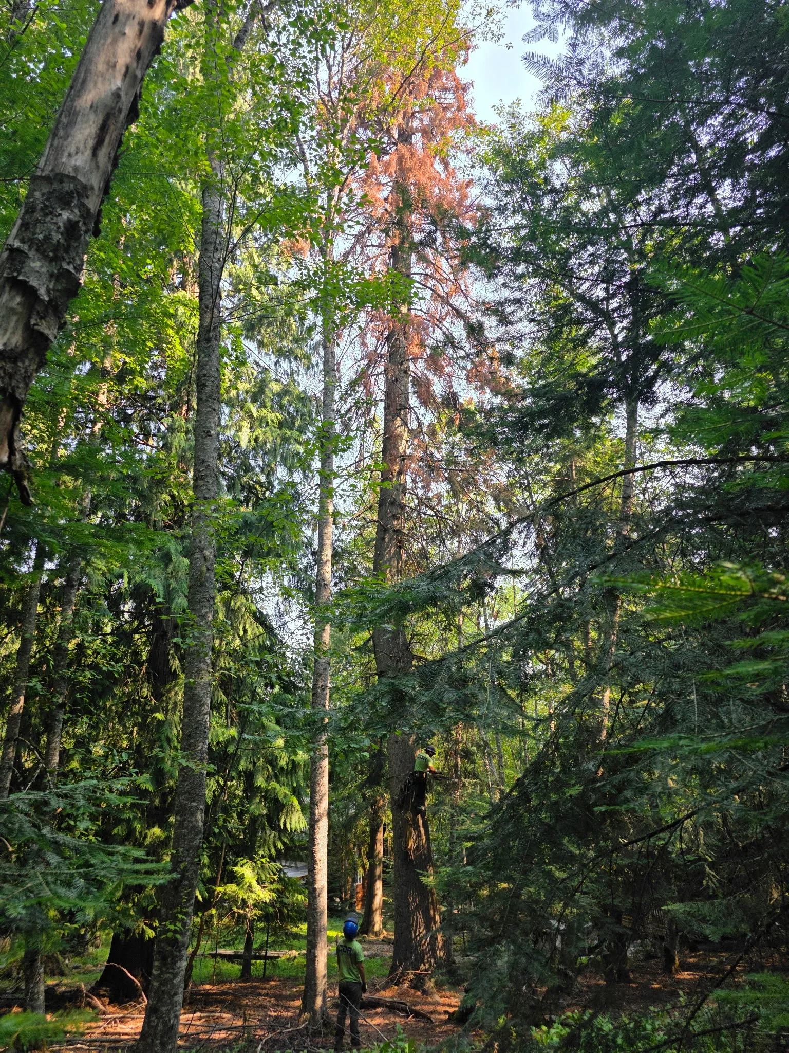 Dead conifer tree removal in forest with healthy surrounding trees and arborist on site