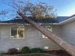 Large dead tree leaning against house before removal, hazard tree service