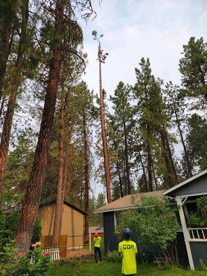 Tree service crew removing tall dead conifer tree near residential buildings surrounded by forest
