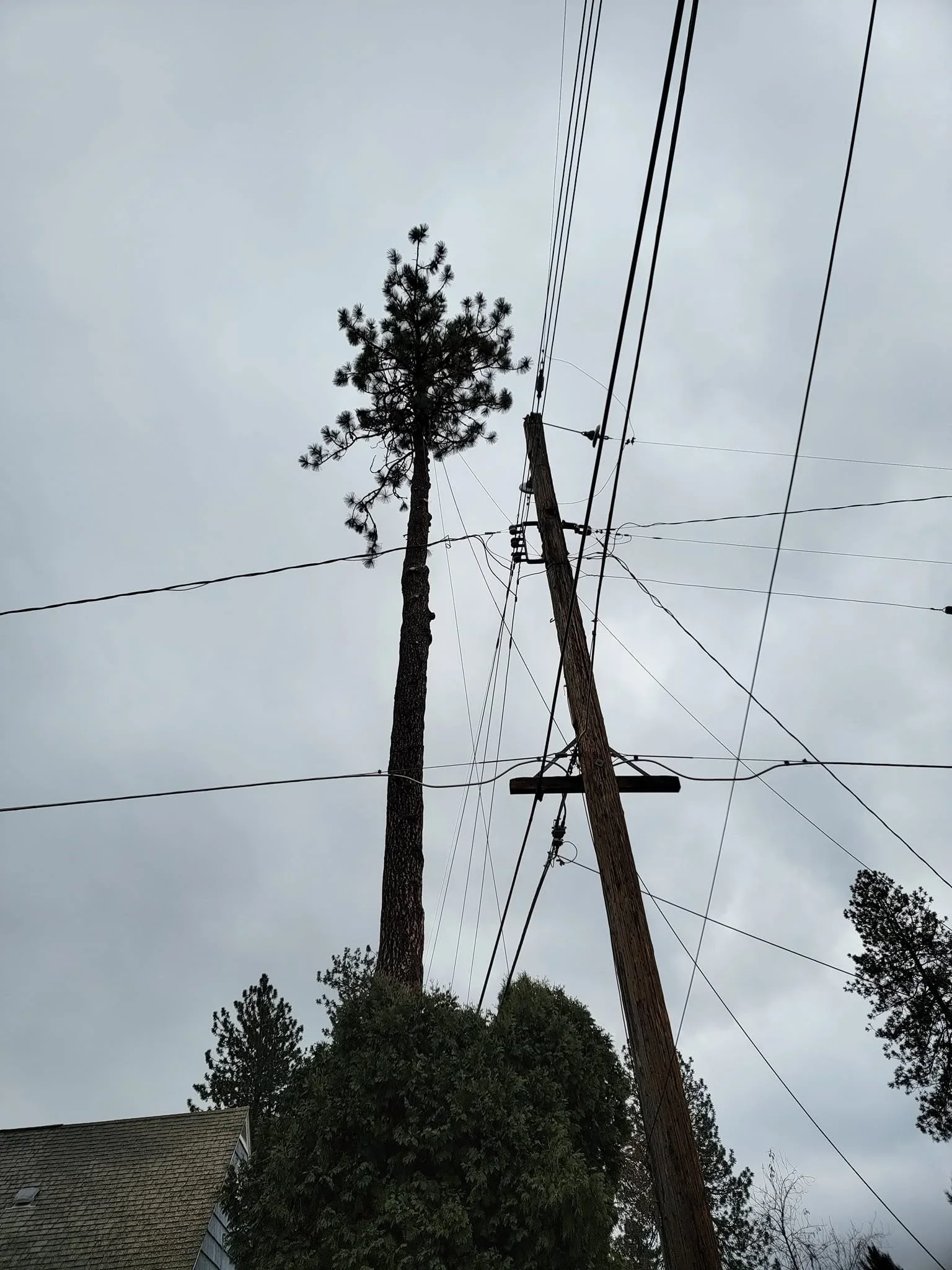 Tall pine tree with utility lines, wooden poles, and power cables overhead