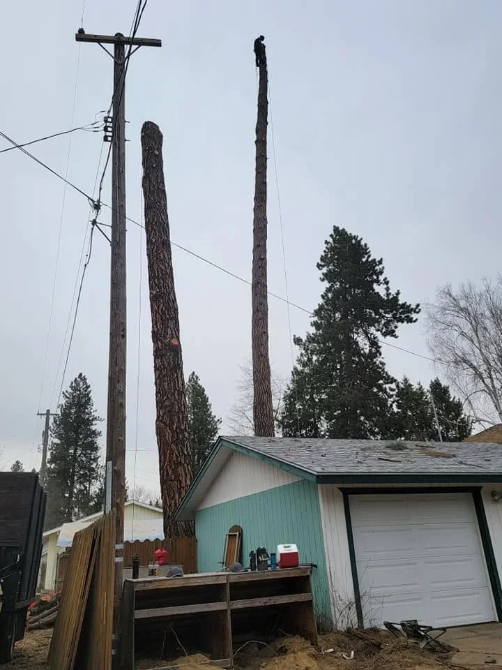 Three tall pine trees being removed near residential home with utility poles and power lines