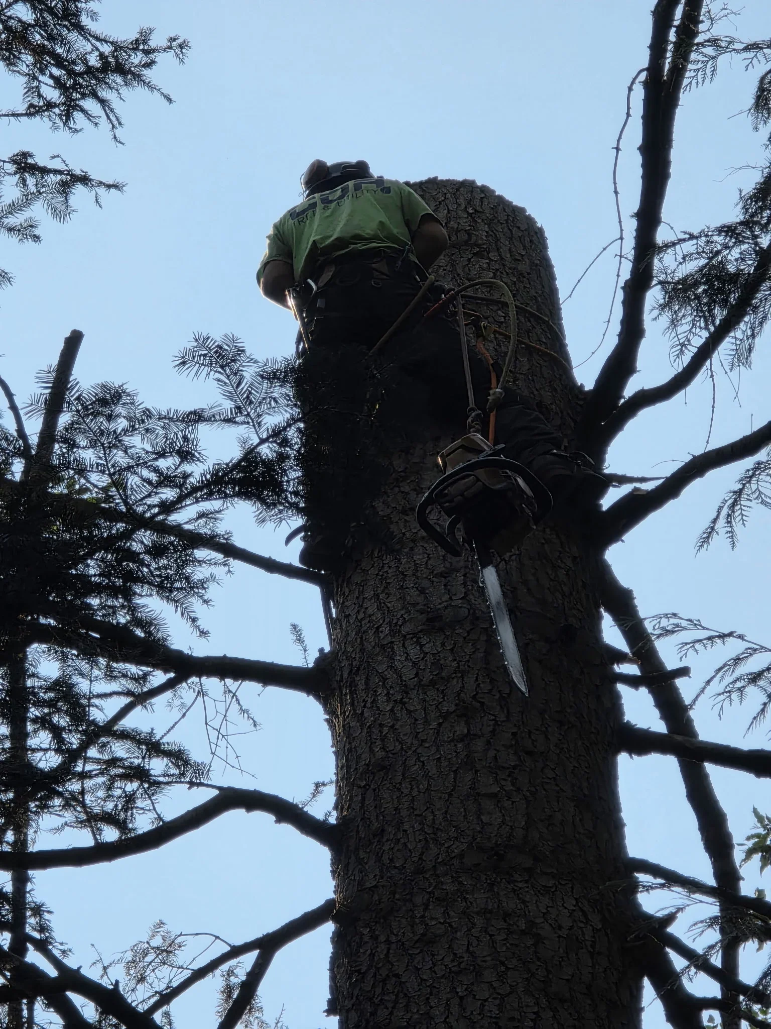 Arborist in safety harness removing large coniferous tree trunk with climbing gear and rope