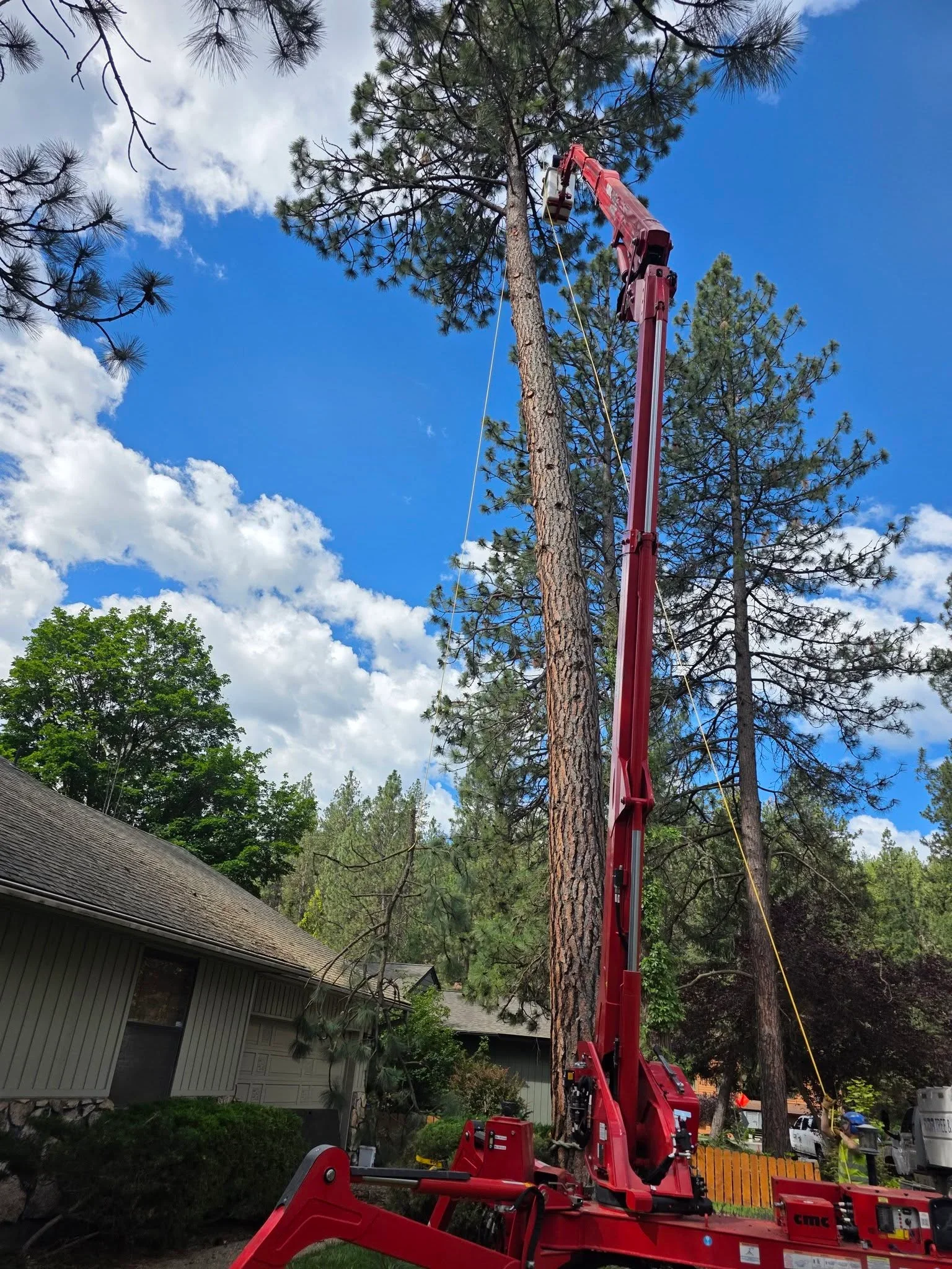 Red spider lift crane removing tall pine tree near residential home