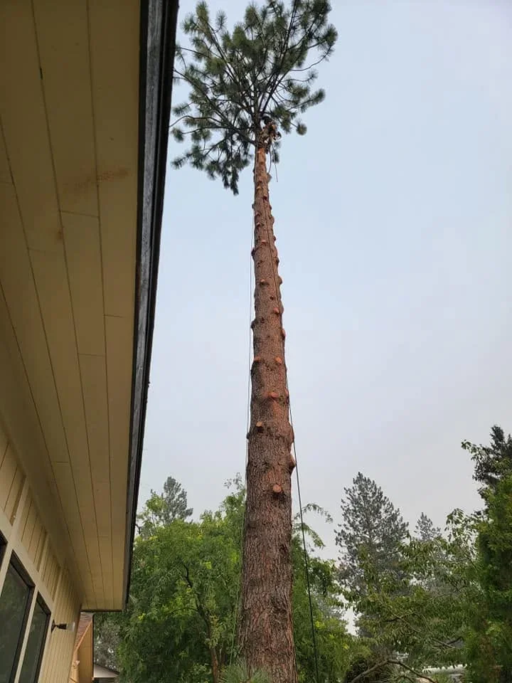 Tall pine tree with thick trunk being removed near residential building