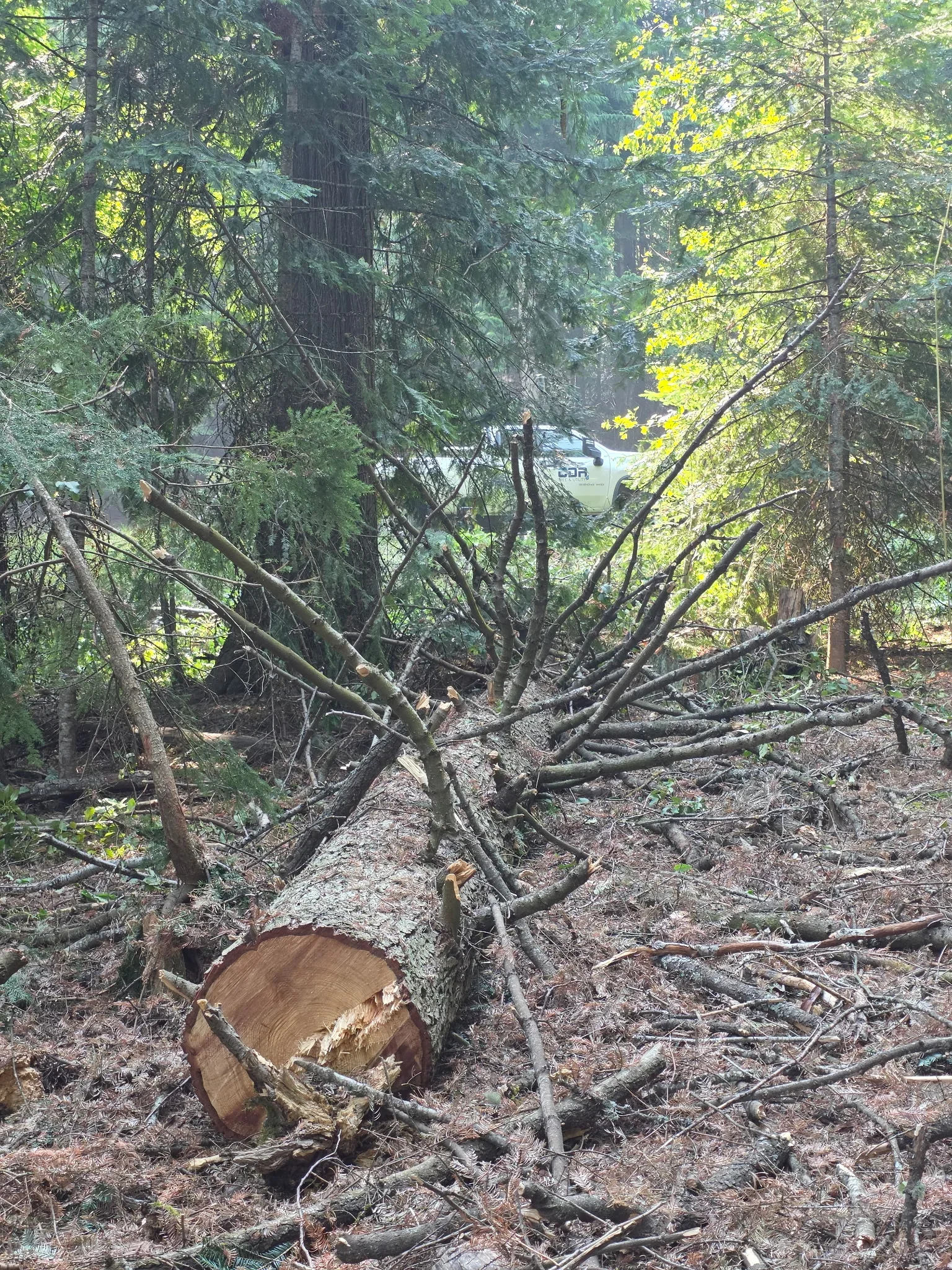 A large storm-damaged pine tree removed from a residential property in Coeur d'Alene, Idaho, with the yard cleared of debris and the home structure left intact. A tree service crew with rigging equipment works near the stump on a North Idaho residential lot.