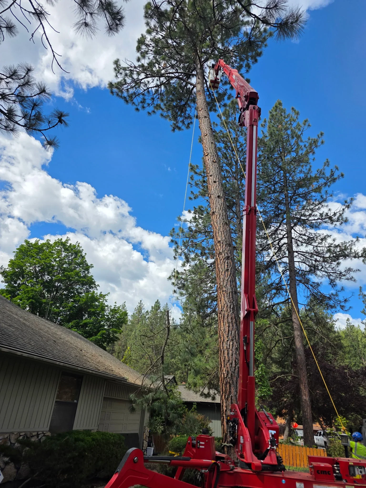 A CDA Tree and Utility LLC arborist closely examining the trunk and bark of a large ponderosa pine on a residential property in Coeur d'Alene, Idaho. The arborist inspects for signs of pest damage and structural weakness with a mature conifer canopy visible in the background.
